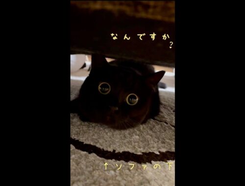 満月みたいにまん丸な目で見つめてくれる黒猫