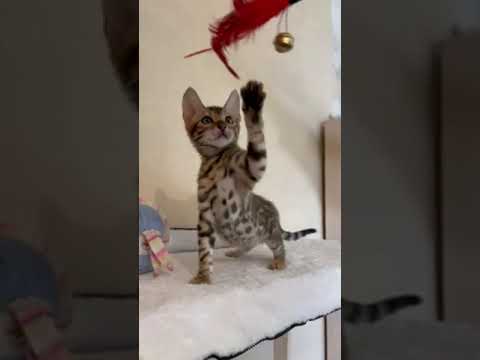 Cute Bengal Kitten Patrick — He is Your Future Favorite