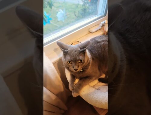 Bubbles the cat chilling next to the window. #cat #russianblue #catlover