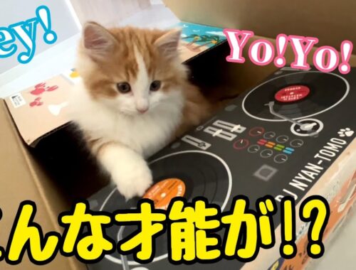 DJ練習中に天性の才能を発揮する子猫のキャロルくん　Carol the kitten shows off her natural talent during DJ practice #ねこ #cat