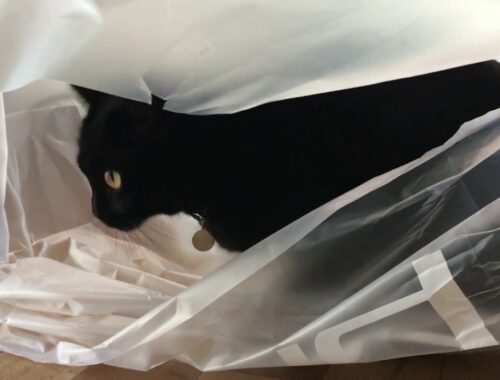 ビニール袋に入っちゃったルーシー☆4匹黒猫ボンベイ家族