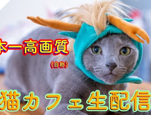 #164 日本一高画質猫カフェ生配信(自称) Virtual catcafe tour