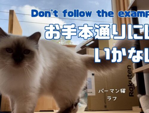 バーマン猫ラフとガブ【お手本通りにはいかない】Don't follow the example（バーマン猫）Birman/Cat