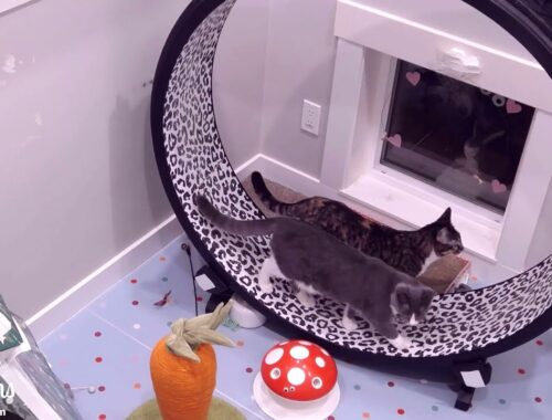 Two darling, ridiculous kittens sprinting together on their wheel!