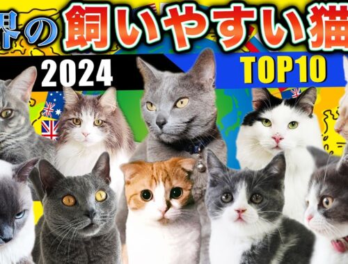 【2024年最新】世界の飼いやすい猫種の特徴や飼育の注意点を現役ブリーダーがご紹介します！飼いやすい猫種10選！