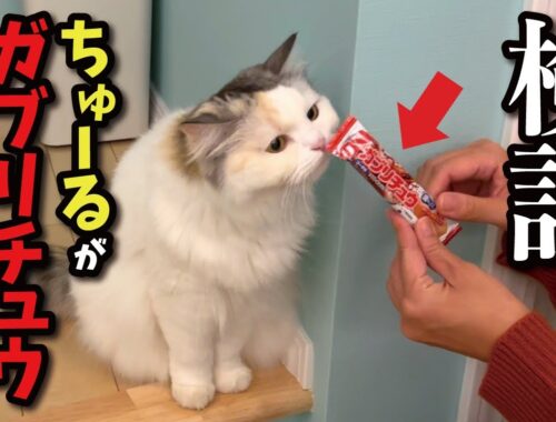 ちゅーると人間用おかしを勘違いした猫の反応がこちら…【関西弁でしゃべる猫】【猫アテレコ】