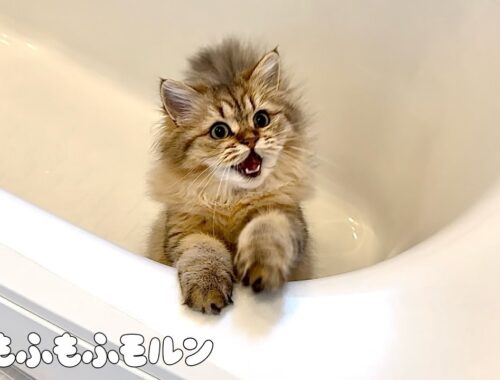 子猫はいつまでお風呂にハマり続けるのでしょうか？ 【サイベリアン】