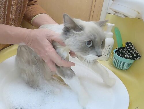 捨て猫？ラグドールのランちゃん、お風呂に入ってきれいになりました！