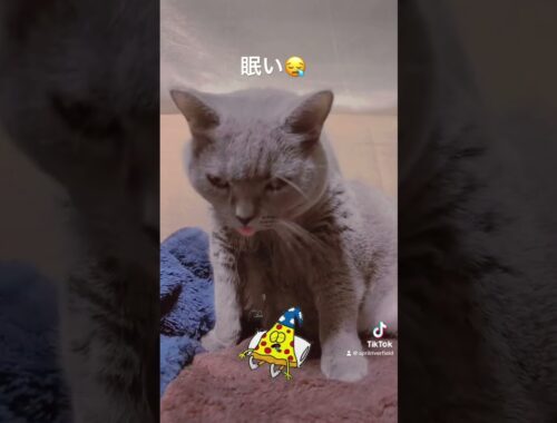 メイちゃんが眠いだけの動画    #kawaii #pets #猫 #cat #シャルトリュー #ねこ #chartreux #にゃんこ #かわいい