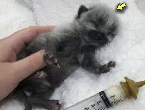 A Guy Picked Up a Day Old Kitten, Thinking it was a Cougar Cub What the Animal Turned Out to Be
