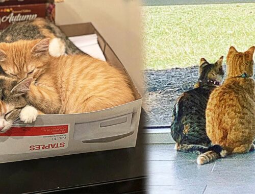 Company Adopts Two Shelter Kittens To Boost Employee Morale