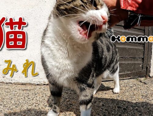 猫の楽園～マン島 マン・キャット・サンクチュアリ #猫 #cat #manxcat