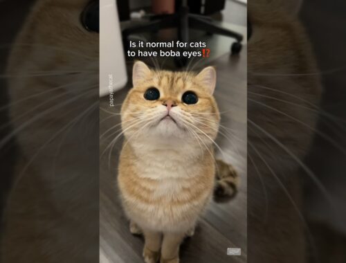 Do boba eyes really exist? #cat