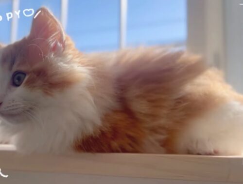 窓辺で日向ぼっこをする子猫のキャロルくん　Carol the kitten basking in the sun by the window  #猫 #ねこ #ネコ #cat #cats
