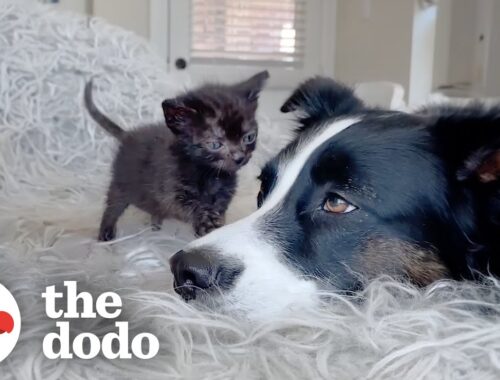Dog Is The Best Nanny To Foster Kittens | The Dodo