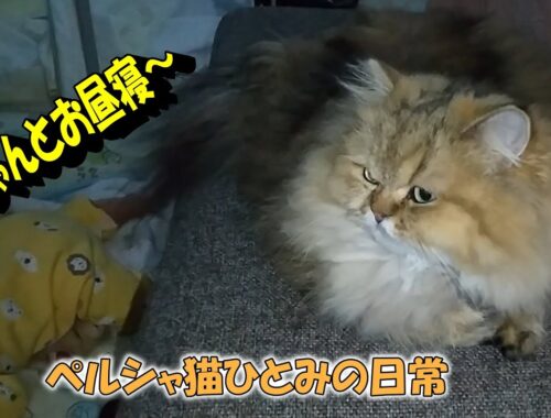 ペルシャ猫ひとみの日常。赤ちゃんとお昼寝したよ。Persian cat Hitomi's daily life. I took a nap with the baby.
