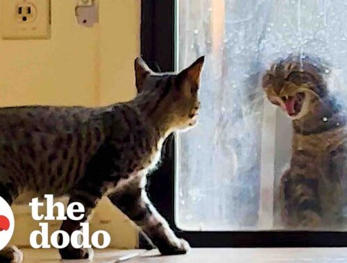 Her Cat Hates The New Kitten | The Dodo