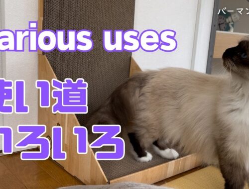 バーマンガブとラフ【使い道いろいろ】Various uses（バーマン猫）Birman/Cat