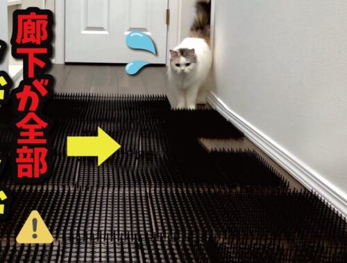 廊下が全部100均の猫よけだった時の猫の反応がまさかすぎた…【関西弁でしゃべる猫】【猫アテレコ】