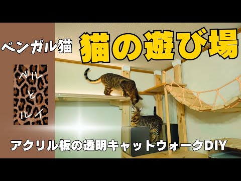 ベンガル猫　猫の遊び場　壁面リフォーム　DIY透明キャットウォークで追いかけっこ!　
