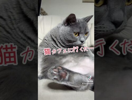 オラ猫カフェさ行くだ       #kawaii #cat #シャルトリュー #猫のいる暮らし #kawaii #cat #japan #猫 #pets #ねこ #chartreux