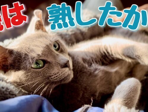 ロシアンブルー | 猫が家長になれるのか？~ 2024辰年こてつの野望 [Russian Blue cat Kotetsu] Can a cat be the head of the family?