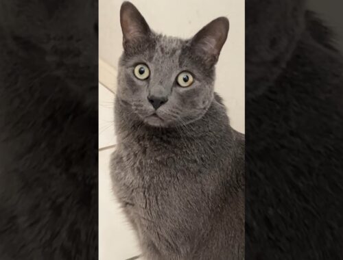 cat stares into your soul #russianblue #cat