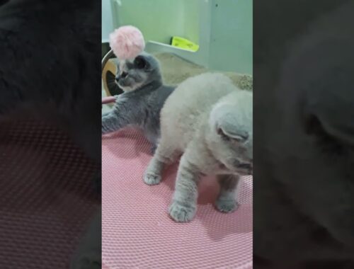 British Shorthair Kittens | 36 Days old