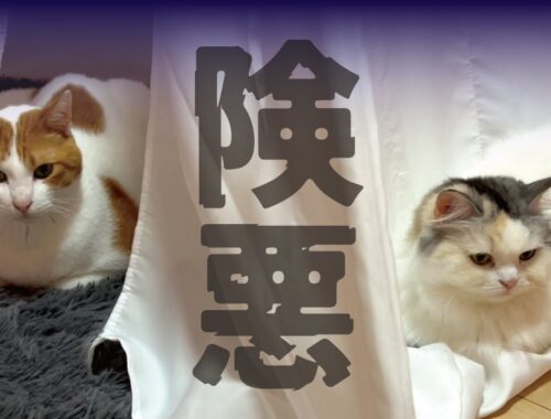 先住猫と後輩猫がかなりモメてるみたいです…【関西弁でしゃべる猫】【猫アテレコ】