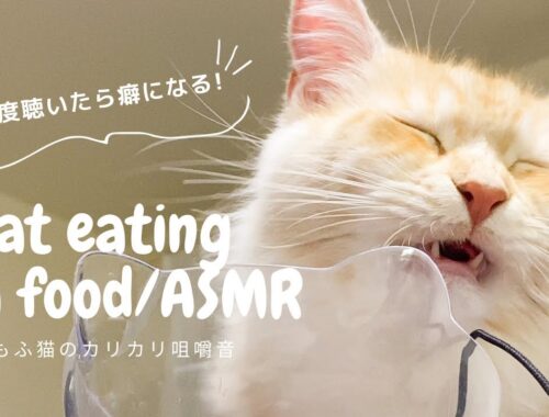 【猫ASMR】満足度100%！2024年も最高の音を響かせます！！メインクーン猫のレオ隊長、新年一発目のカリカリ咀嚼音動画【cat eating/mainecoon cat】
