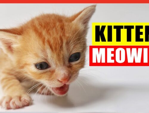 Kittens Meowing. High Quality Kitten Meowing Sounds to Find Your Cat. Many Kittens Meowing Loudly