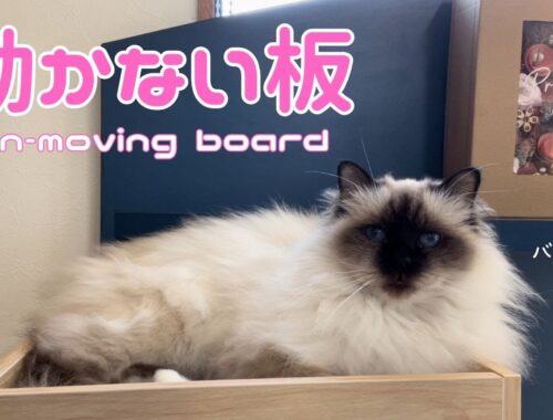 バーマン猫ウリ【動かない板】Non-moving board（バーマン猫）Birman/Cat