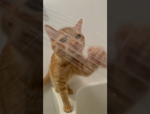 シャワーの水がどうしても飲みたい猫