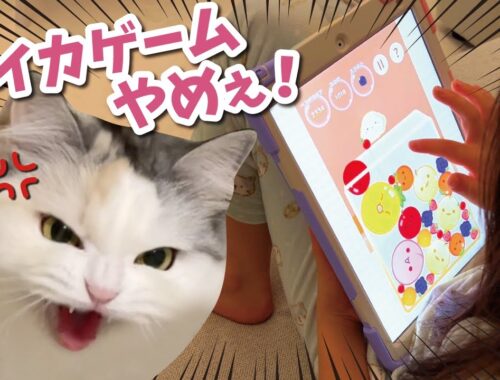 スイカゲームにハマって猫を無視し続けたらブチ切れられました【関西弁でしゃべる猫】【猫アテレコ】