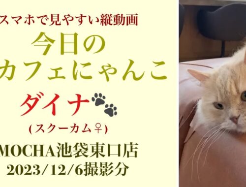 猫カフェモカ池袋東口店　【ダイナ】　(スクーカム♀)　2023/12/6 撮影分　#cat　#ねこ　#catcafe 　#ねこカフェ