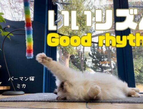 バーマン猫ラフとミカとガブ【いいリズム】Good rhythm（バーマン猫）Birman/Cat