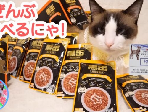 黒缶と無料のサプリメント生活を始めた猫の反応が○○です Lactic acid bacteria supplement for cats​