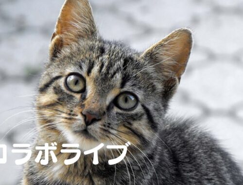 【被災地の犬猫情報など】福井県の猫ミルボラ『ねこであ』とコラボ配信