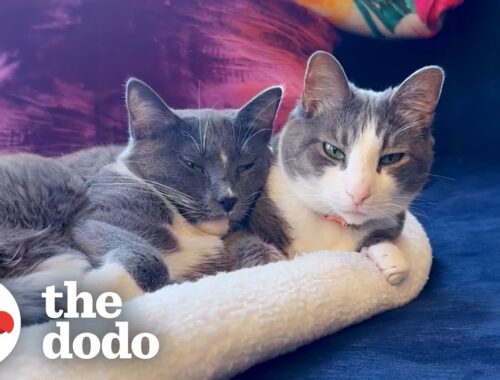 No One Wanted This Cat Because She Was Shy | The Dodo