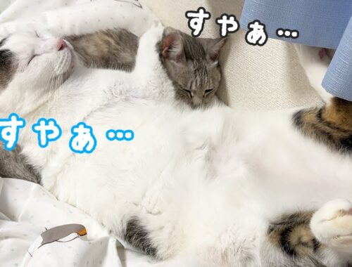 寒いのでお互いを枕にして寝る猫たちｗ