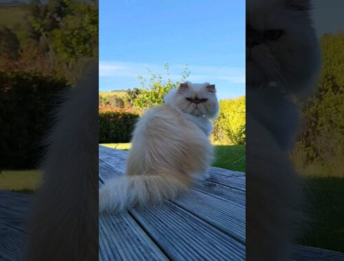Himalayan Persian Cat enjoys the outdoors