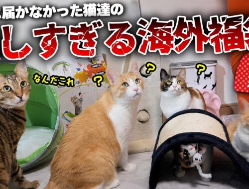 海外から届いた怪しすぎる猫用福袋を開封したら中身がヤバすぎました…【なんだこれ】