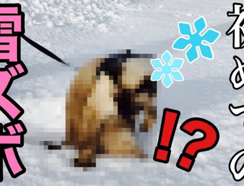 【シャム猫】初めて雪をさわったシャム猫のおこげがこちらです…。激カワ！