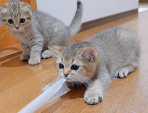 The sibling cats who are worried about the kitten who won't stop playing tricks are also cute
