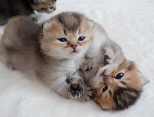 Kittens wanting to mount up are cute...