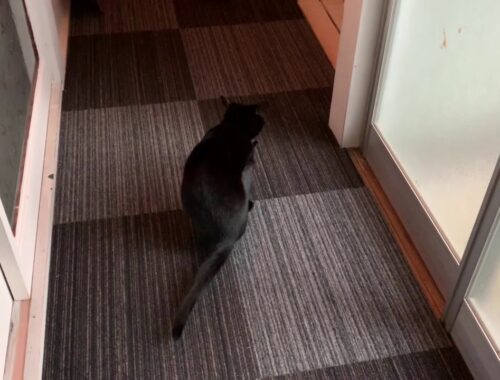 ドアの開け方がかわいい猫ルーシー☆黒猫ボンベイ