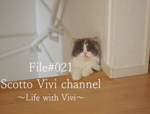 File#021～長毛スコティッシュフォールドの階段からの眺め～Life with cat