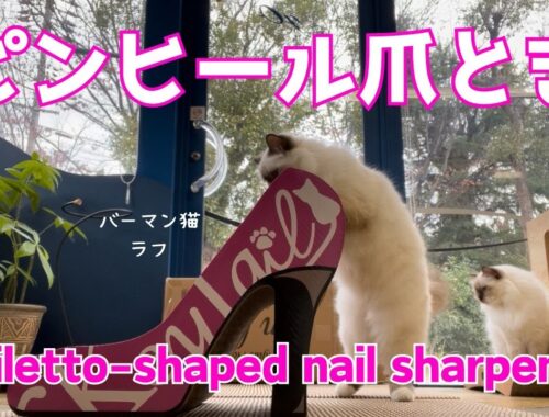 バーマン猫ウリとミカとラフ【ピンヒール爪とぎ】Stiletto-shaped nail sharpener（バーマン猫）Birman/Cat