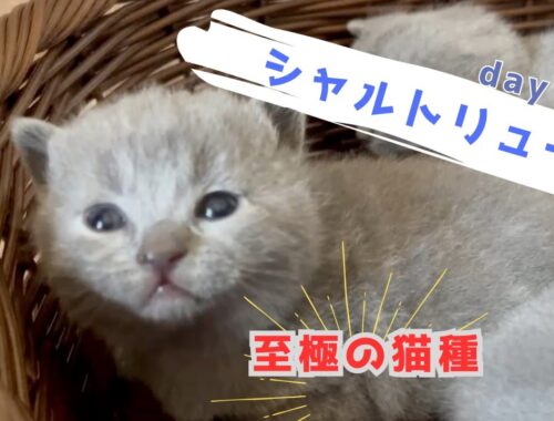 【シャルトリュー子猫】素敵に元気に成長中！