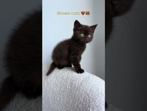 Brown Cat 🤎🐻#shorts #catvideos #cats #cute #funny #funnycats